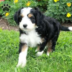 Buster, Mini Bernedoodle Puppy