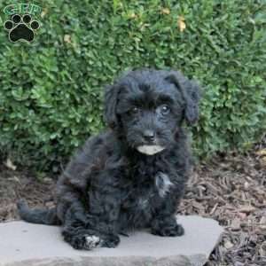Buster, Havapoo Puppy
