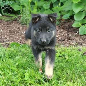 Buster, German Shepherd Puppy