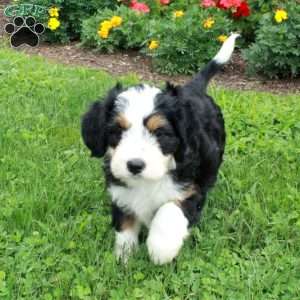 Buster, Mini Bernedoodle Puppy