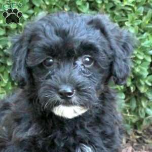 Buster, Havapoo Puppy