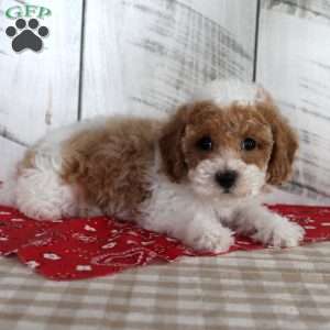 Buster, Toy Poodle Puppy