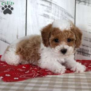 Buster, Toy Poodle Puppy