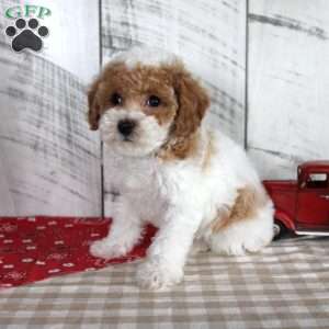 Buster, Toy Poodle Puppy