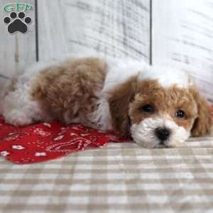 Buster, Toy Poodle Puppy