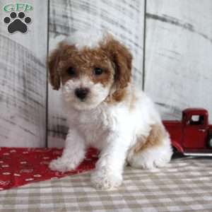 Buster, Toy Poodle Puppy