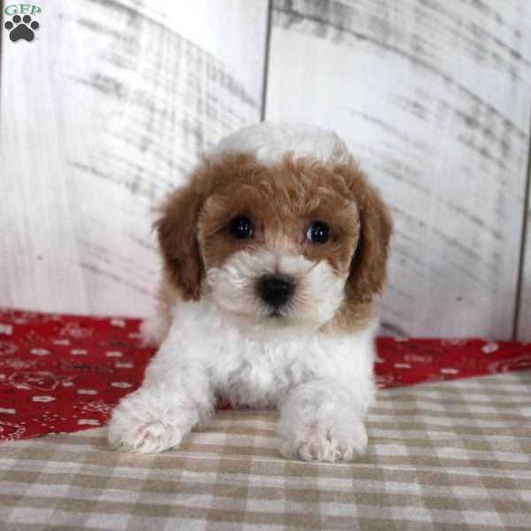 Buster, Toy Poodle Puppy