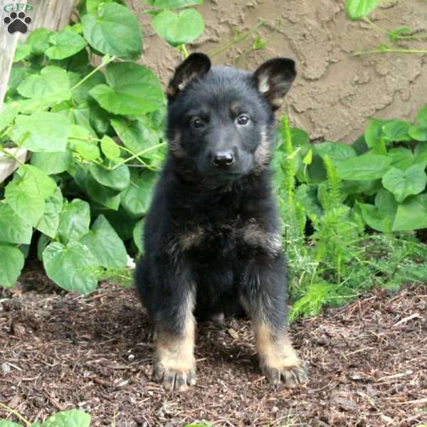 Butch, German Shepherd Puppy
