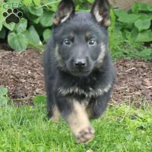Butch, German Shepherd Puppy