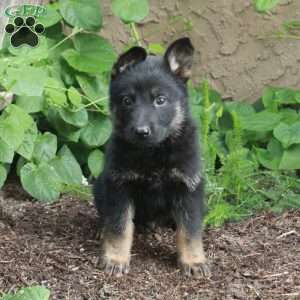 Butch, German Shepherd Puppy