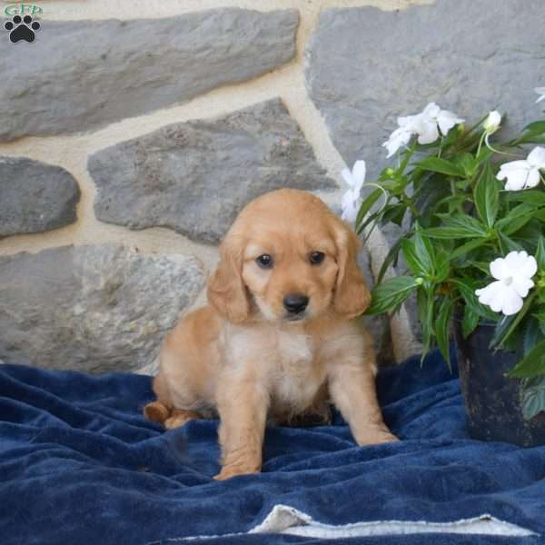 Buttercup, Miniature Golden Retriever Puppy