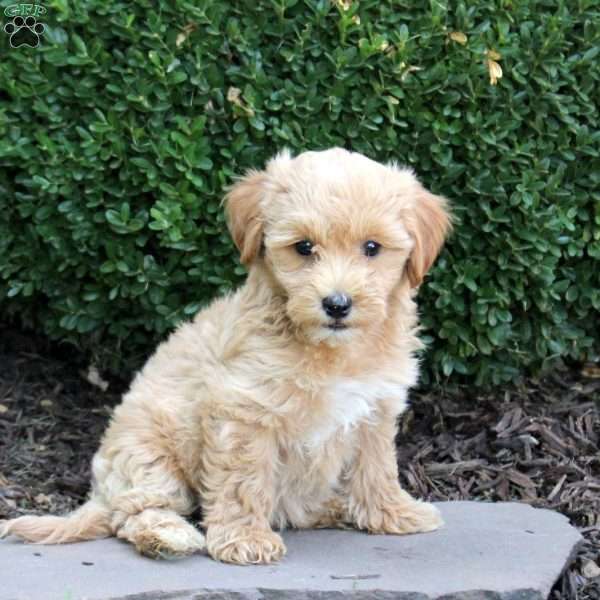 Buttercup, Havapoo Puppy