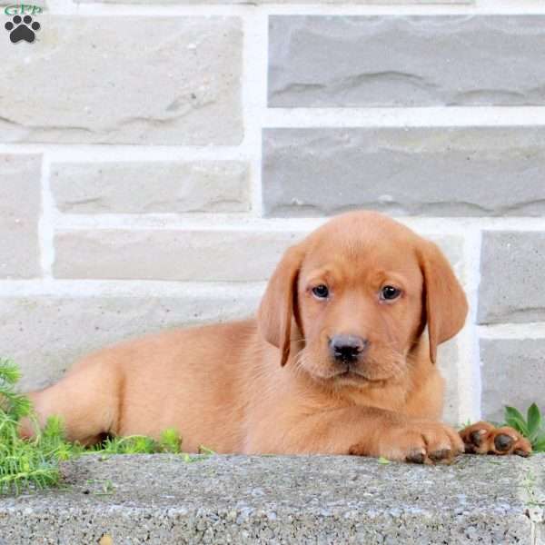 Buttercup, Fox Red Labrador Retriever Puppy