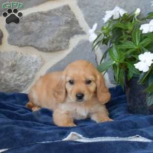 Buttercup, Miniature Golden Retriever Puppy