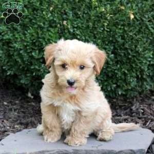 Buttercup, Havapoo Puppy
