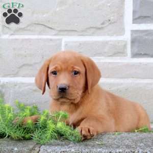 Buttercup, Fox Red Labrador Retriever Puppy
