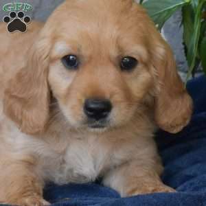 Buttercup, Miniature Golden Retriever Puppy