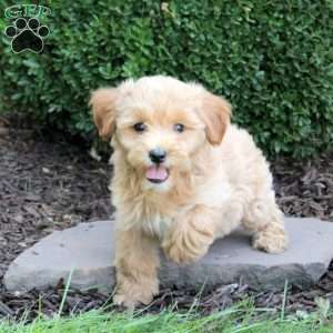 Buttercup, Havapoo Puppy