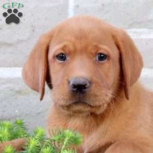 Buttercup, Fox Red Labrador Retriever Puppy