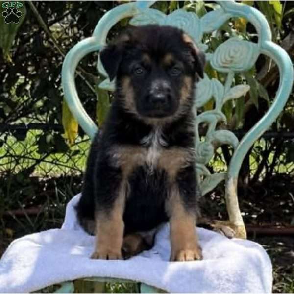 COOPER, German Shepherd Puppy