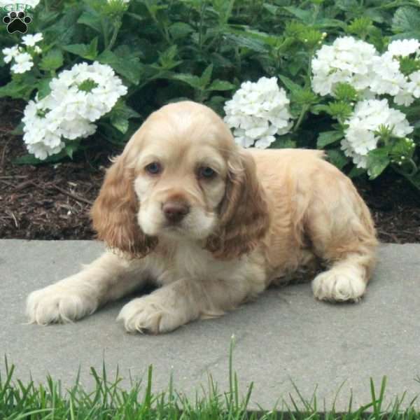 Cade, Cocker Spaniel Puppy