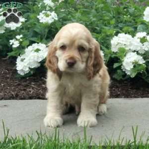 Cade, Cocker Spaniel Puppy
