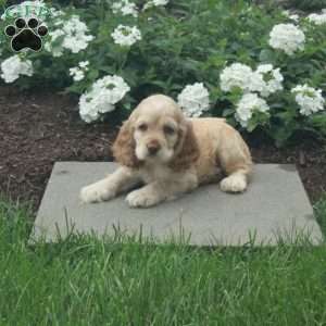 Cade, Cocker Spaniel Puppy