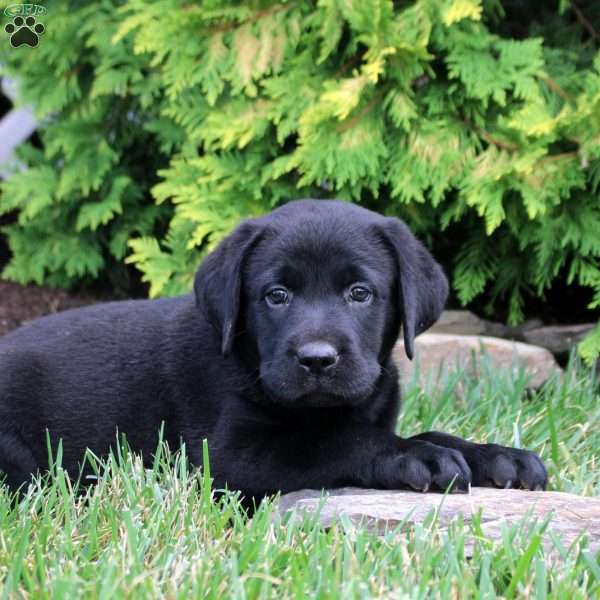 Caleb, Black Labrador Retriever Puppy