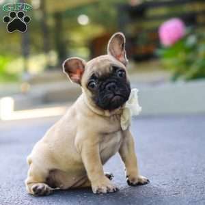 Callie, French Bulldog Puppy