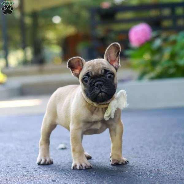 Callie, French Bulldog Puppy