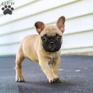 Callie, French Bulldog Puppy