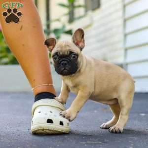 Callie, French Bulldog Puppy