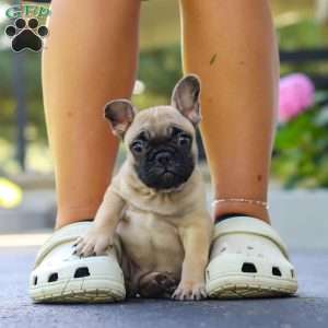 Callie, French Bulldog Puppy