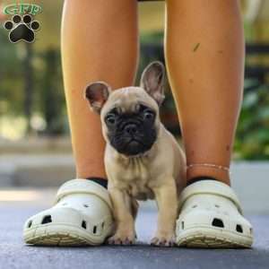 Callie, French Bulldog Puppy