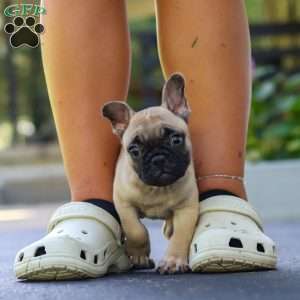 Callie, French Bulldog Puppy