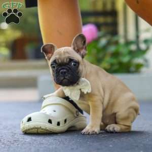 Callie, French Bulldog Puppy