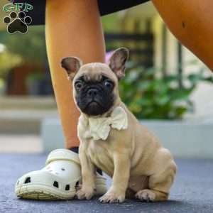 Callie, French Bulldog Puppy