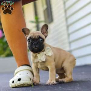 Callie, French Bulldog Puppy