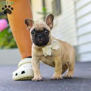 Callie, French Bulldog Puppy