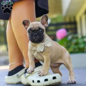 Callie, French Bulldog Puppy