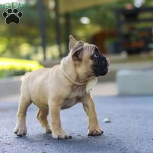 Callie, French Bulldog Puppy