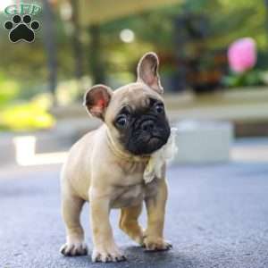 Callie, French Bulldog Puppy