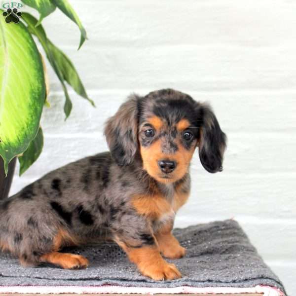 Callie, Dachshund Puppy
