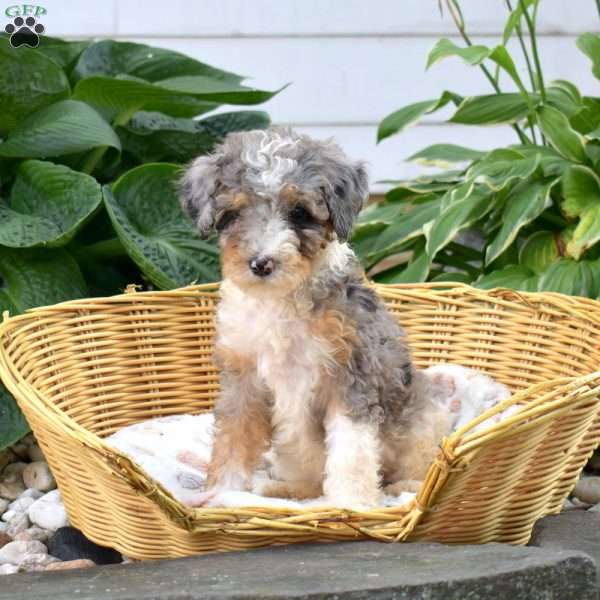 Callie, Mini Bernedoodle Puppy