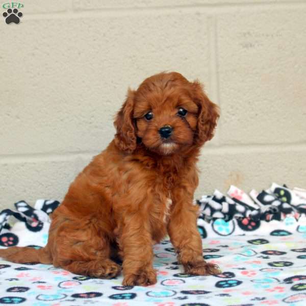 Callie, Cavapoo Puppy