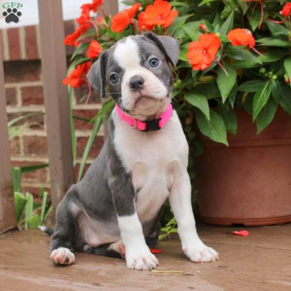 Callie, Boston Terrier Puppy