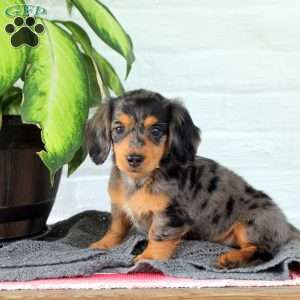 Callie, Dachshund Puppy