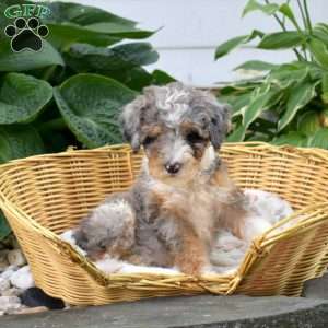Callie, Mini Bernedoodle Puppy