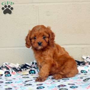 Callie, Cavapoo Puppy