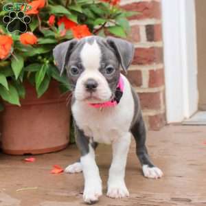Callie, Boston Terrier Puppy